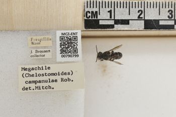 Media type: image;   Entomology 790799 Aspect: Labels